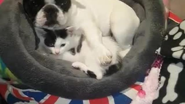 Adorable Kitten Joins French Bulldog In Bed To Snuggle