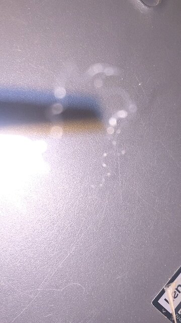 Two moving hair-like Fibers, A.I., Parasite or Fungus?