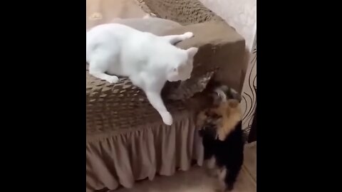 Funny Animal Videos Of The Day 54! k #fyp #memes #memedaily #dankmemes