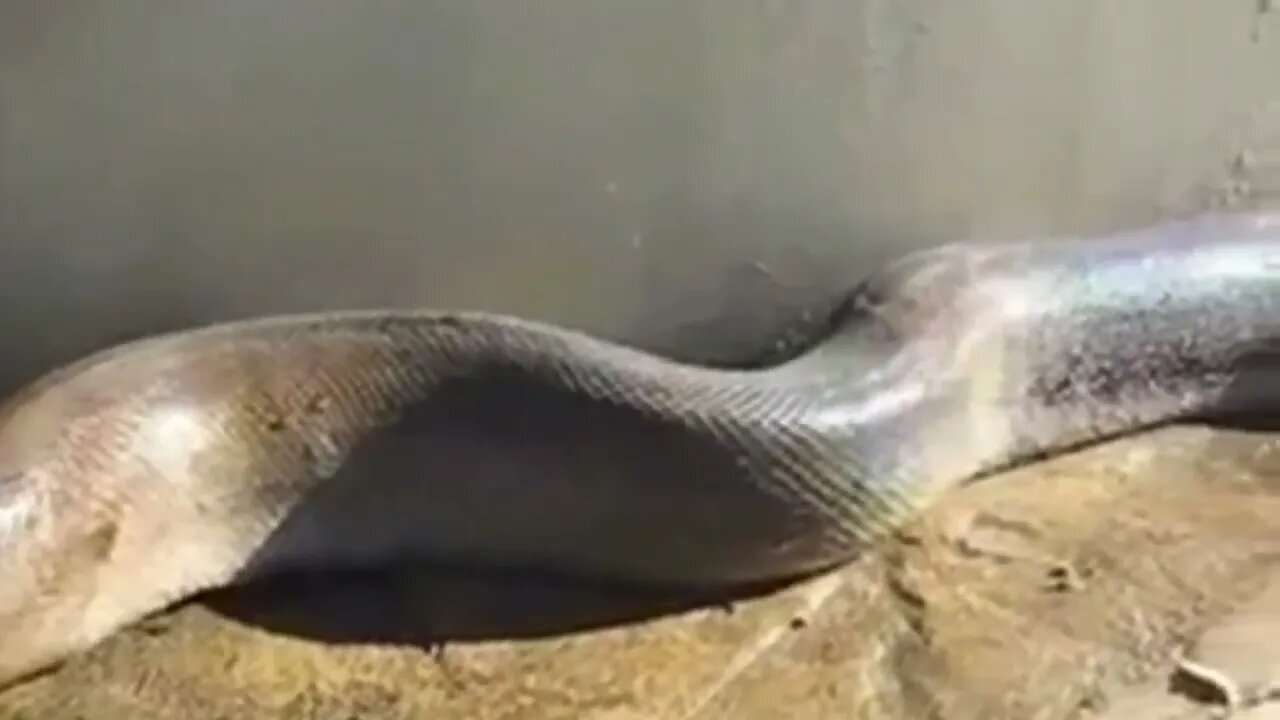 OMG! Shocking Snake Attacks Caught On Tape... Watch Until The End!