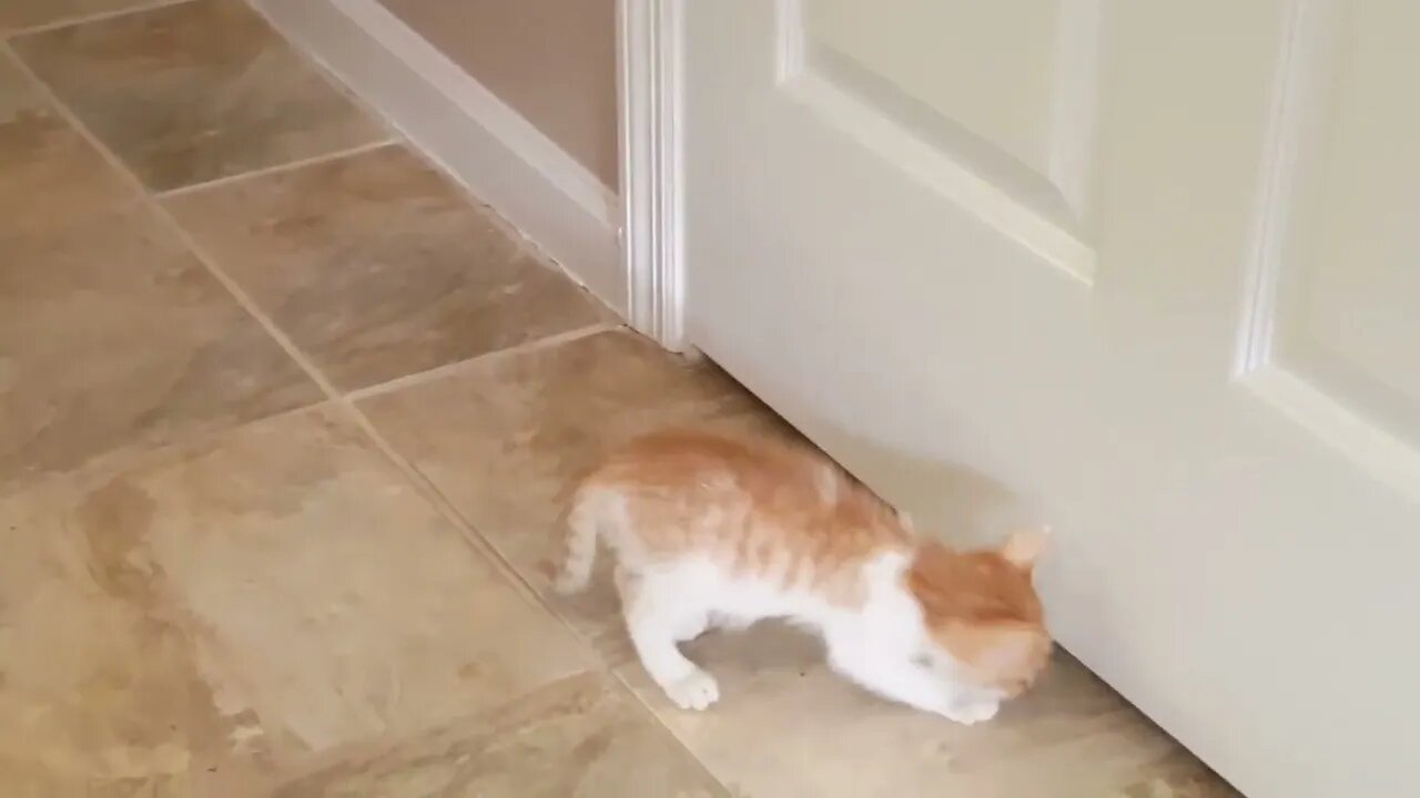 Kitten Chicky Sam playing the door game