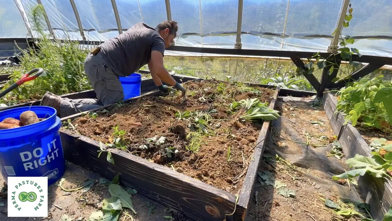 Our FIRST High Tunnel, Sweet Potato Harvest