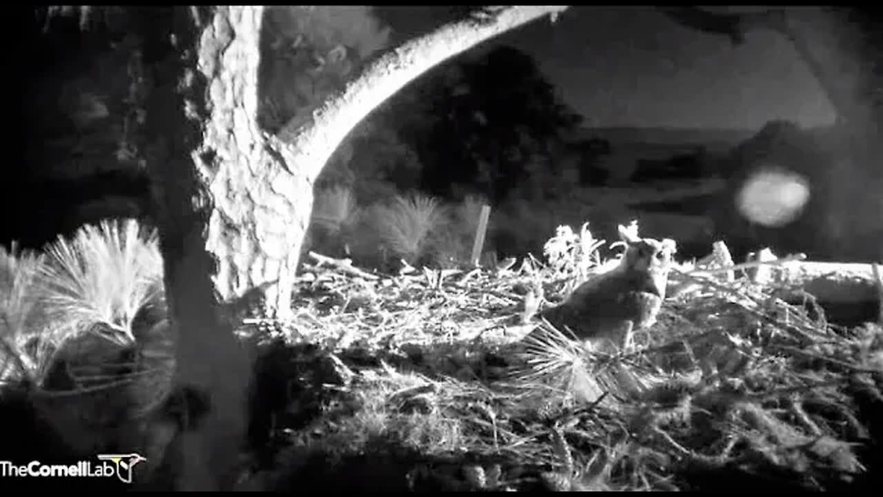 Savannah Great Horned Owls Are Back-Cam One 🦉 08/31/23 05:55