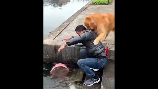 Kind Dog Saving Life Of Fishes