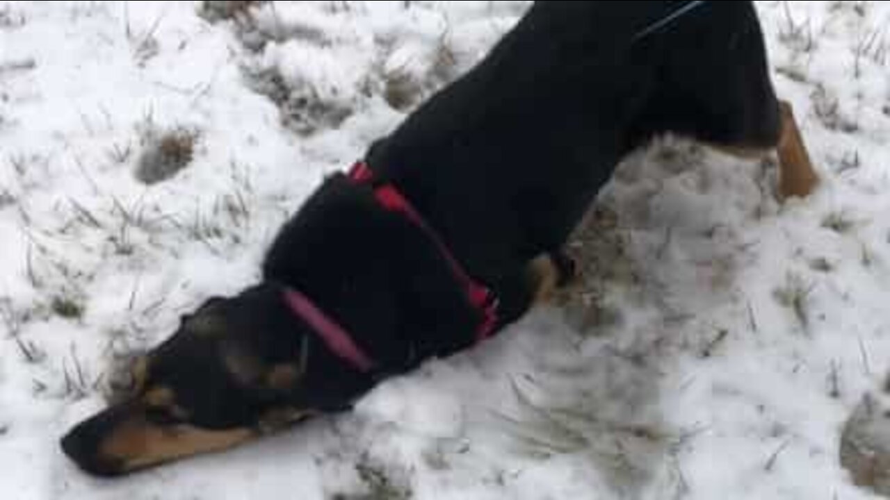 Dog sees snow for the first time and does this...