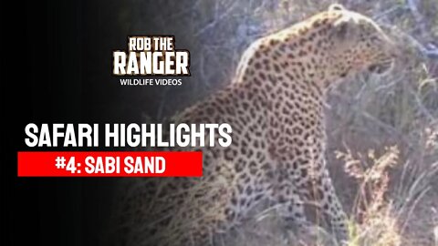 Safari Highlights #4: 10 - 17 May 2009 | Sabi Sand Nature Reserve | Latest Wildlife Sightings