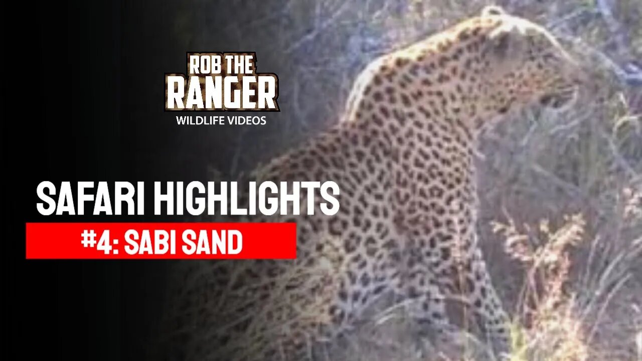 Safari Highlights #4: 10 - 17 May 2009 | Sabi Sand Nature Reserve | Latest Wildlife Sightings