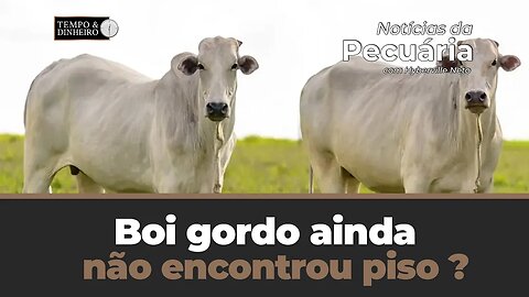 Boi gordo ainda não encontrou piso ? Hyberville Neto comenta o mercado na reta final de agosto