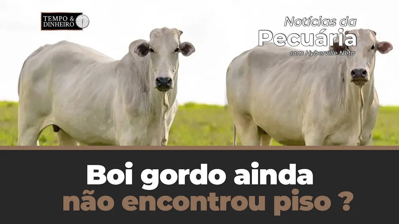 Boi gordo ainda não encontrou piso ? Hyberville Neto comenta o mercado na reta final de agosto