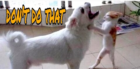 Watch New Funny Video 2021 New Comedy Video 2021 Try To Not Laugh#17