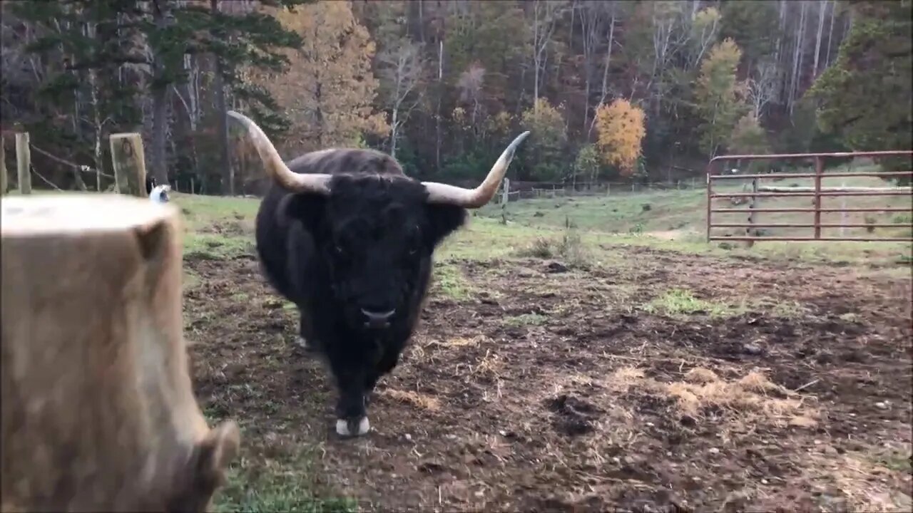 1,000lb cow is afraid of a pony