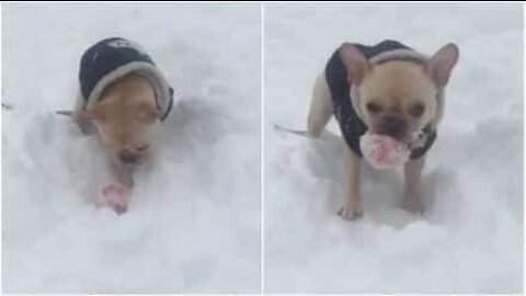 Questo cane non si stanca mai con una palla e la neve!