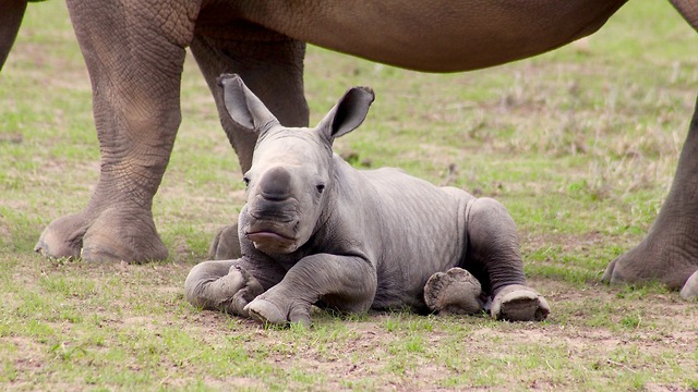 Ringo The Rescued Rhino Star Loves Being A Diva