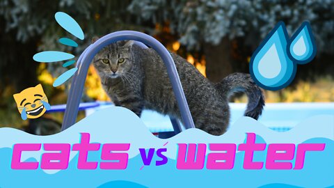 Cats vs. Water