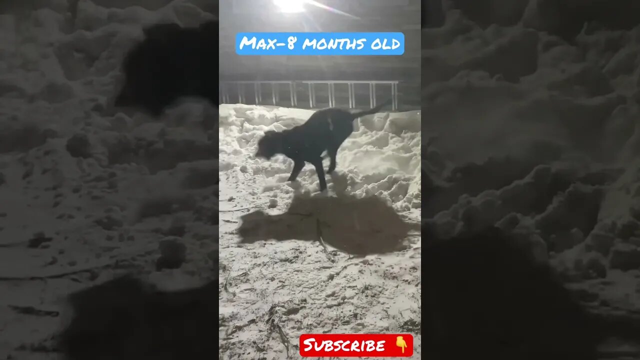 Max says let it snow! Lab shepherd puppy in the snow