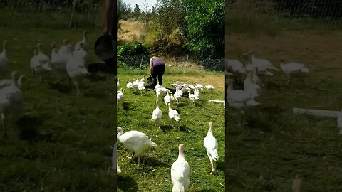 #turkeys #breakfast #feedingtime #homesteading #homesteadlife #farm #farmlife #farmanimals #turkey