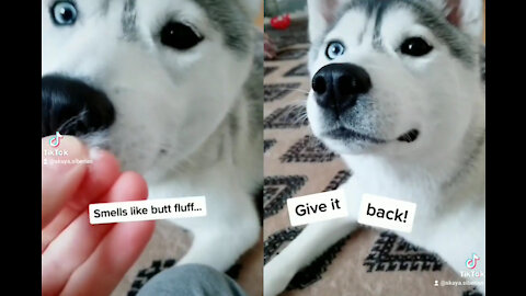 I Stole My Husky's Floof And She Wants It Back