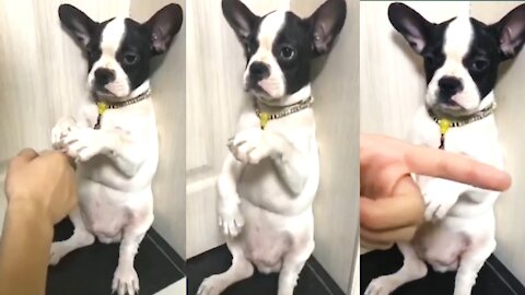 HollyWeen DOG Videos FUNNY 🤣 LAUGH FUNNY DOGS