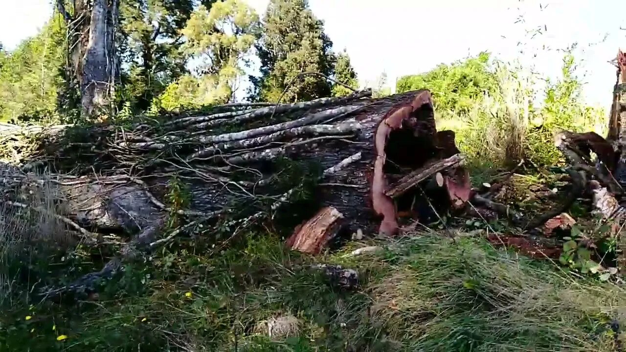 Killer Tree A Dangerous Chilean Tree