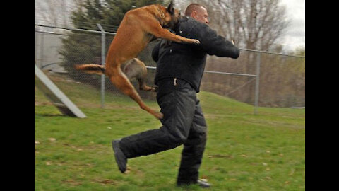 A dog attacks his master and a man holds a pistol