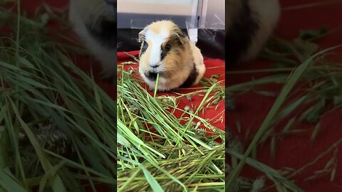 My Guinea pigs snacking on fresh herbs