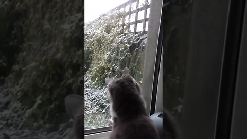 Cats first time seeing snow ❄ #snow #yorkshire #cat #nature