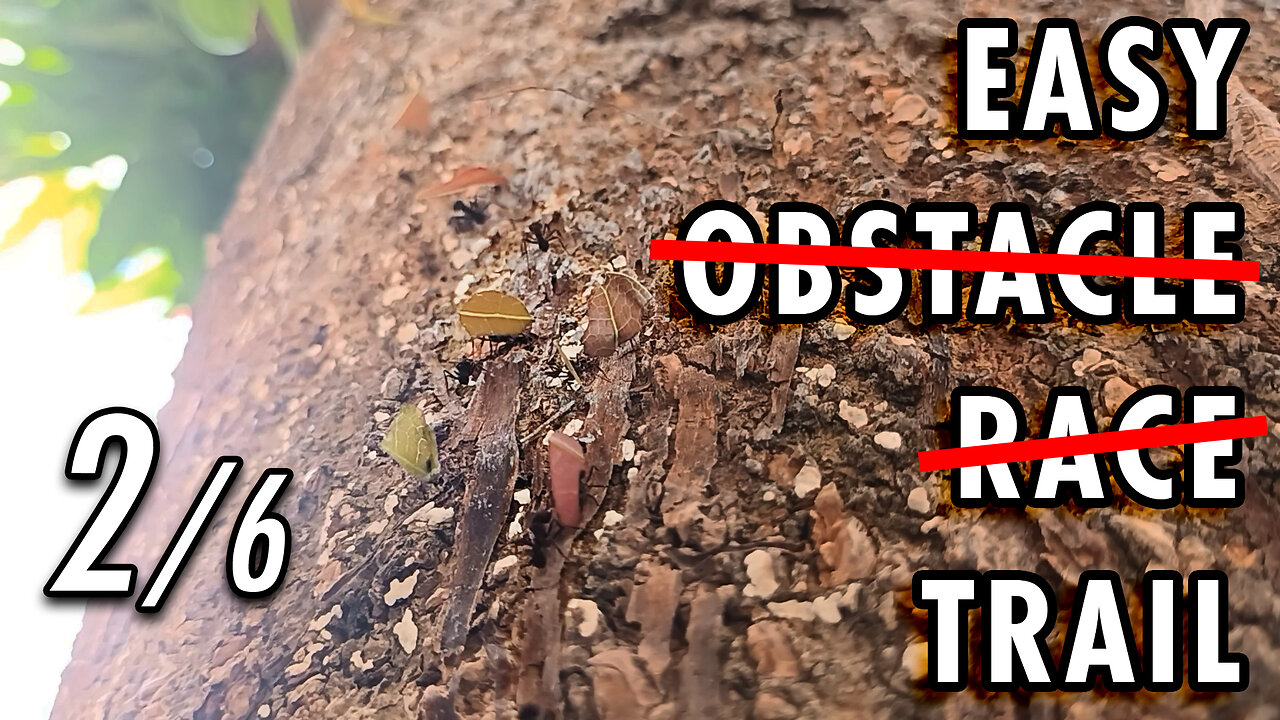 ASMR | The irregular path is no rival for the ants' all-terrain legs - 2/6