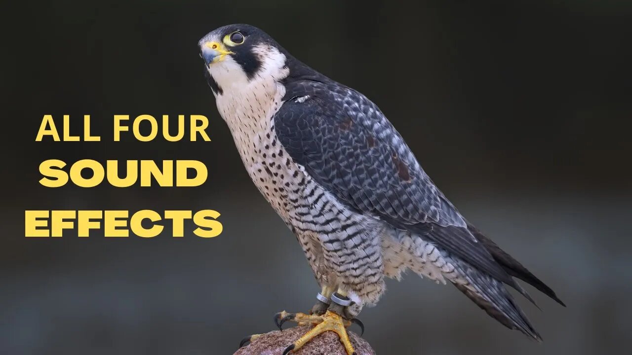 Peregrine Falcon All Sounds - The Fastest Animal on Earth