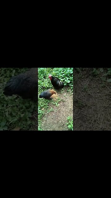 Rooster and a Pullet 9th March 2023