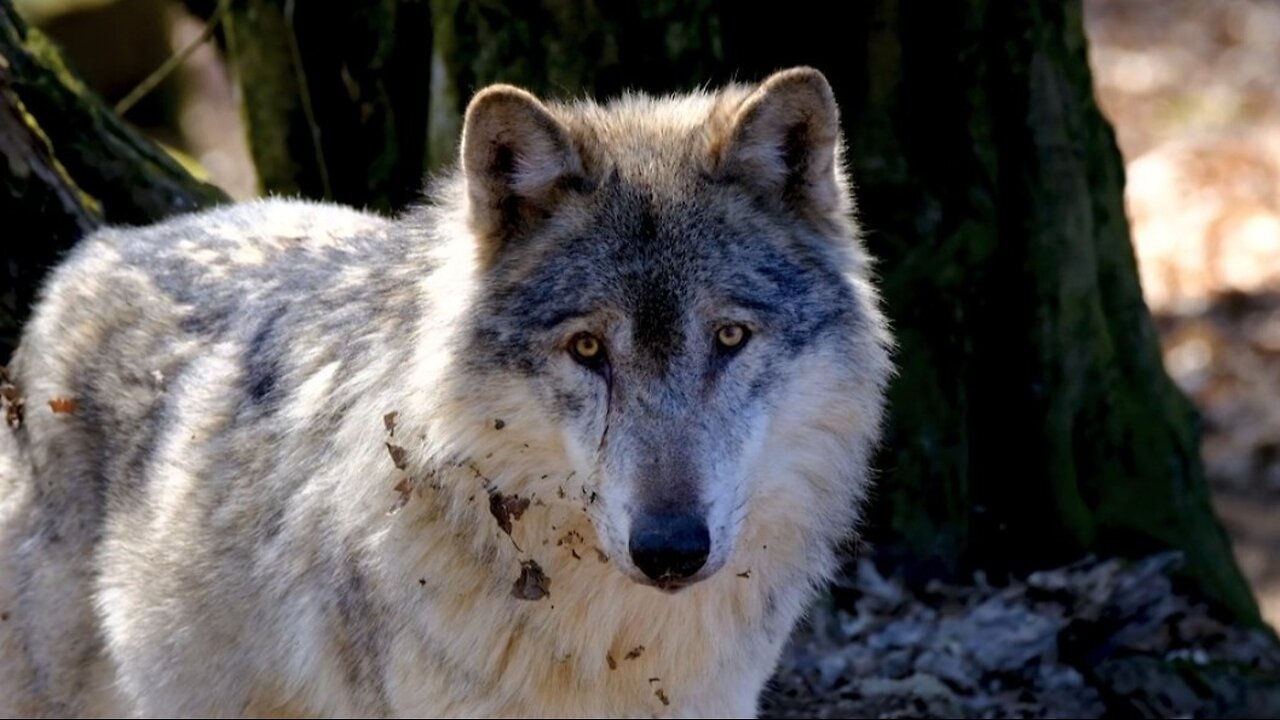 "Inside the Wolf Pack: A Look at Their Social World"