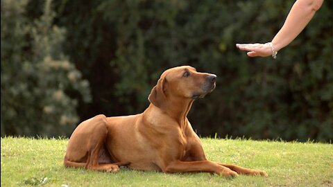 Basic Dog Training -10 Essential Commands Every Dog Should Know!