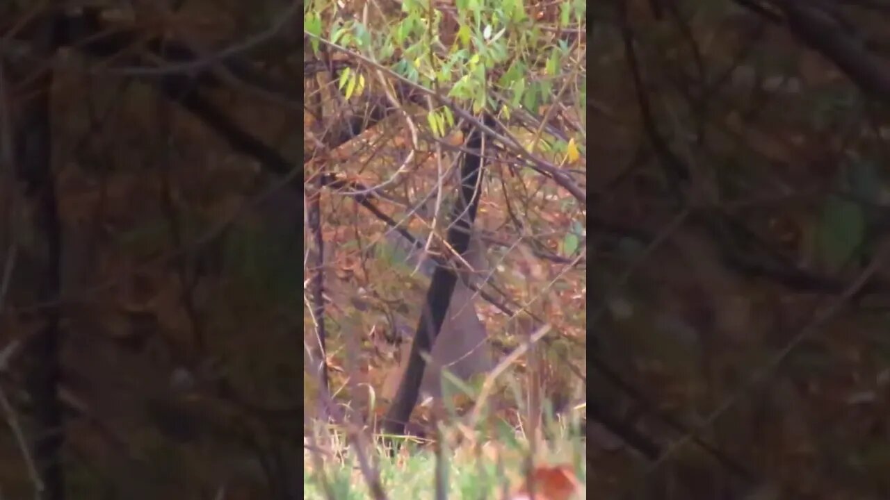 Whitetail Buck Shot in Slow-Motion with 300 PRC