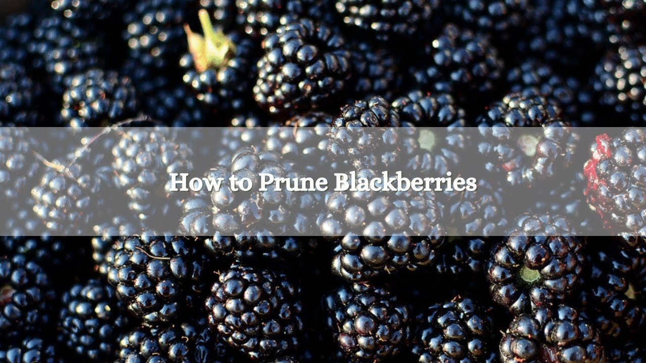 How To Prune Blackberries