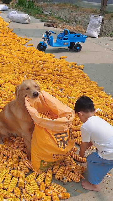 There is no one idle at home during the busy farming season #humancub #goldenretriever #cutepet