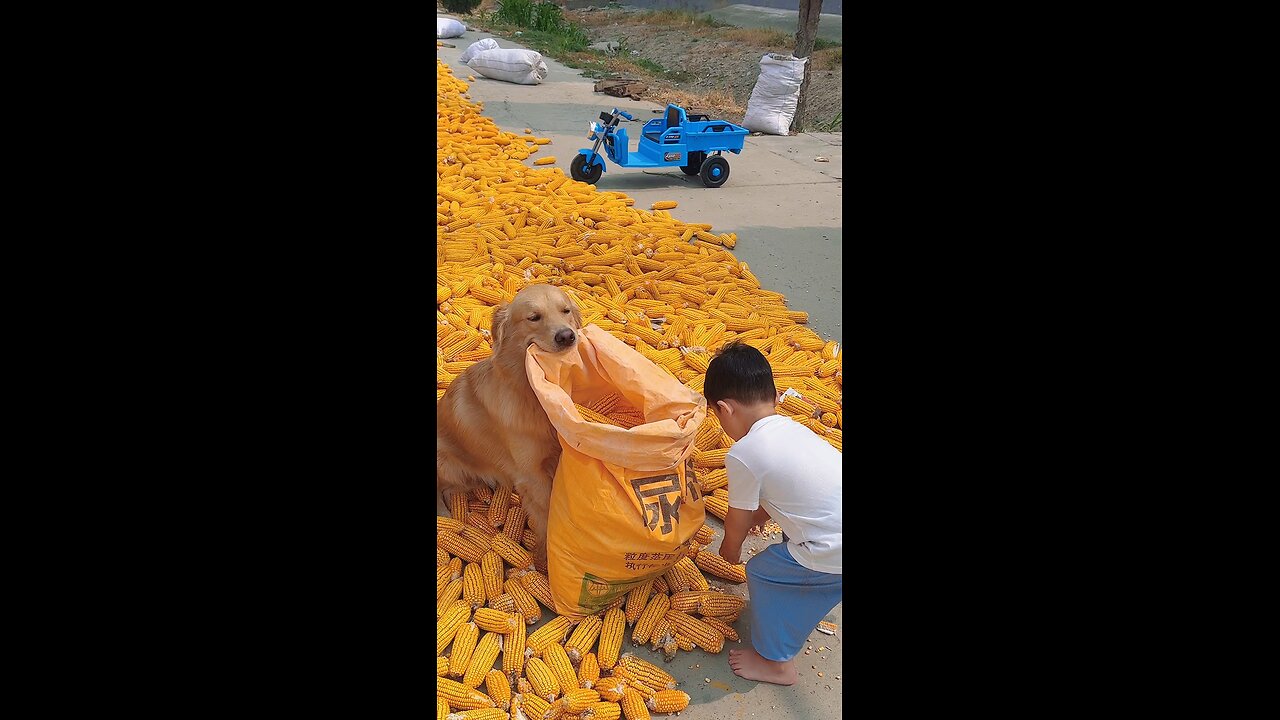 There is no one idle at home during the busy farming season #humancub #goldenretriever #cutepet