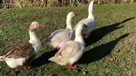 Geese seek shelter from birds of prey after a swim in the creek