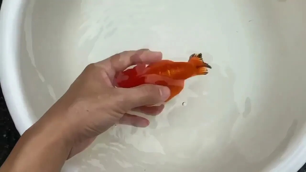 The high quality and beautiful goldfish in farm