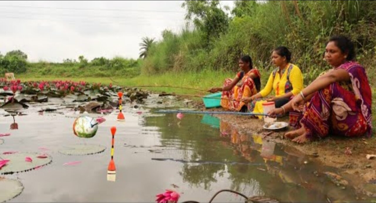 Fishing video- Hook Fishing Lotus pond - The lady caught fish in the Lotus pond of the village today