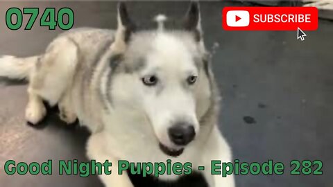 [0740] GOOD NIGHT PUPPIES - EPISODE 282 [#dogs #doggos #doggies #puppies #dogdaycare]