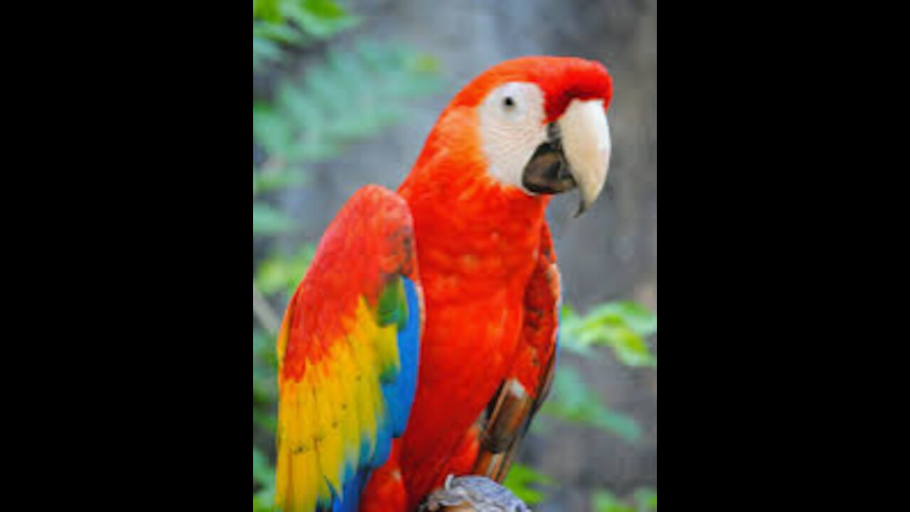 funny parrot talk