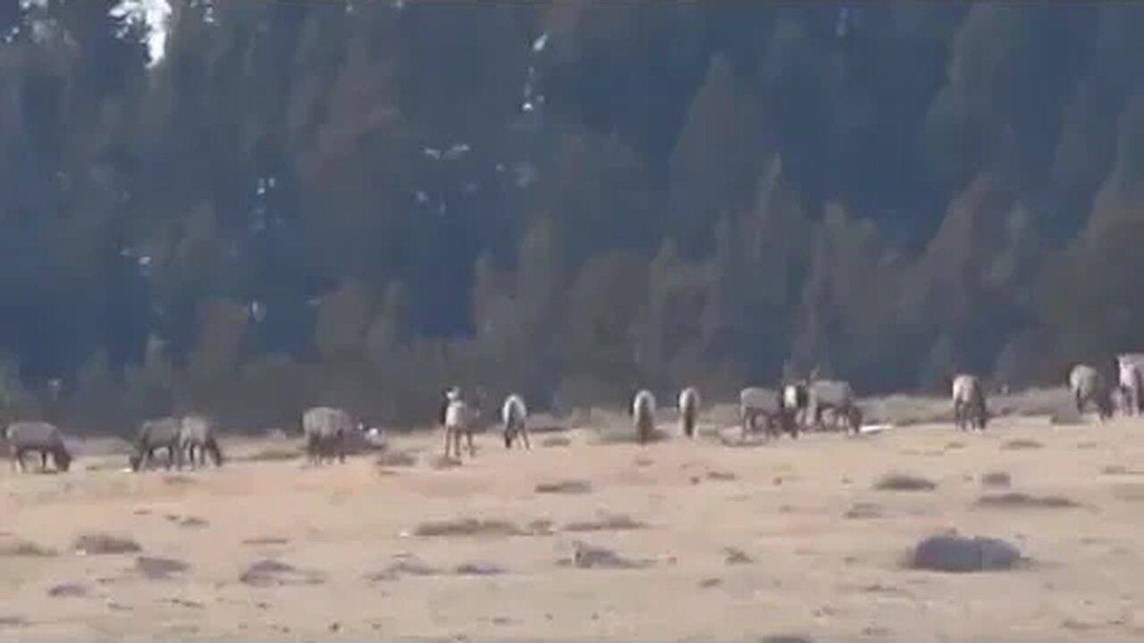 A WHOLE LOT MORE BULL! ALL BULL ELK! HOW MANY?