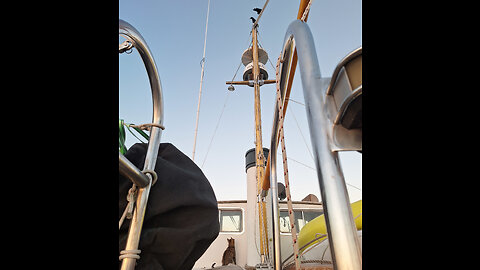 Bird messes with Boat Cat
