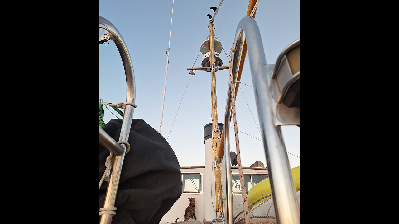 Bird messes with Boat Cat