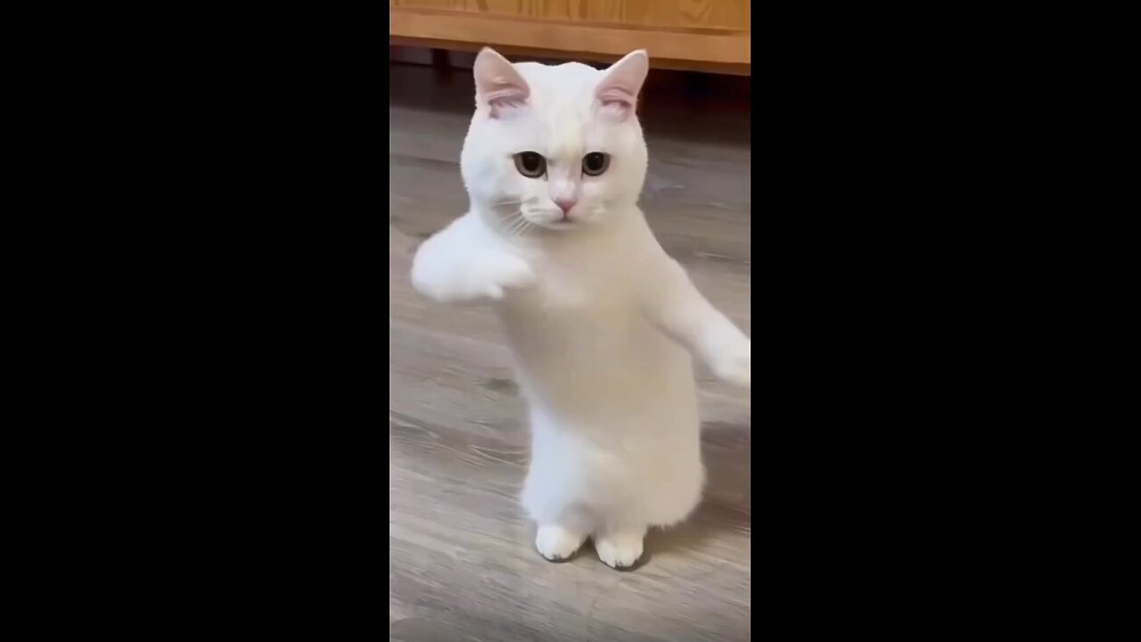 dancing cat