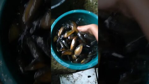 Kijing/Kerang Air Tawar