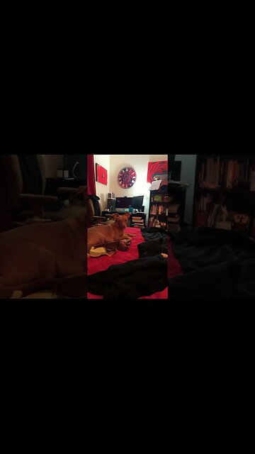 Prada watching the tv!