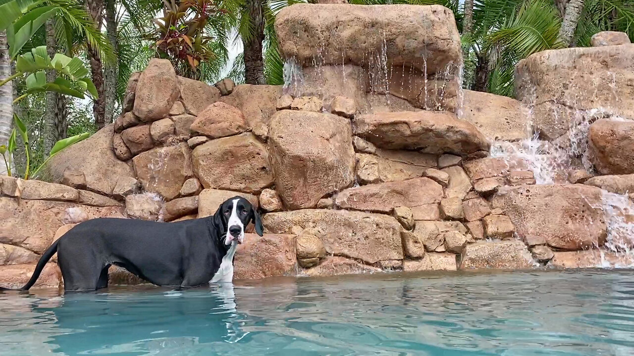 Happy Great Dane Enjoys Her First Waterfall Dip & Sip