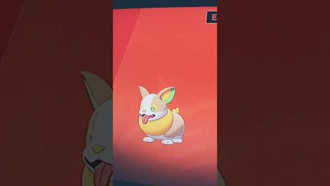 Trey encounters Yamper #shorts #shortsvideo #pokemon