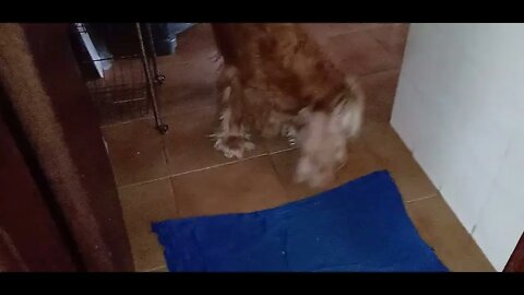 #dogshow , #animals , #dogs , #shorts