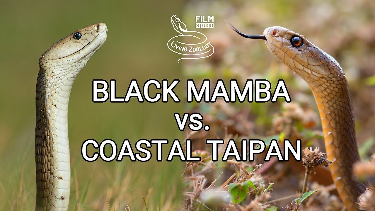 Black mamba vs. Coastal taipan - Battle of the deadly snakes